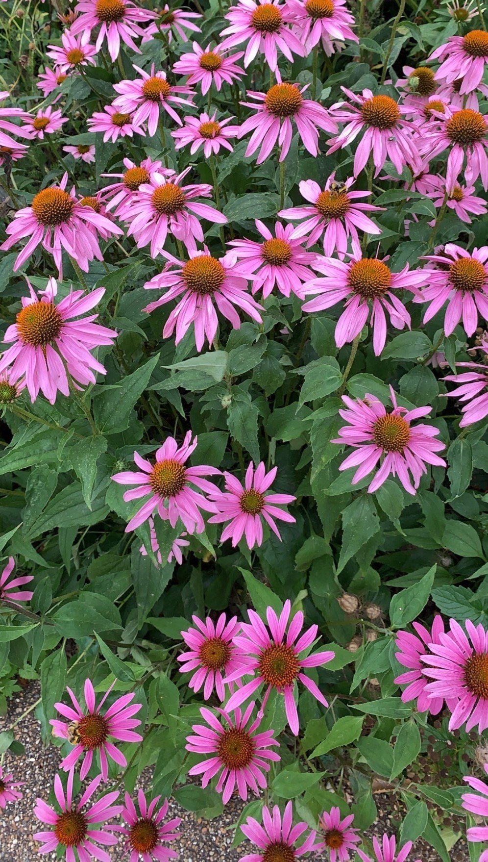 Landssamtök lífeyrissjóða óska landsmönnum öllum gleðilegra páska